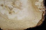 Petrified Wood Slab - Sweethome, Oregon #25890-1